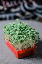 Solana Greens Microgreens DIY Grow Kit - Kids - Image 2